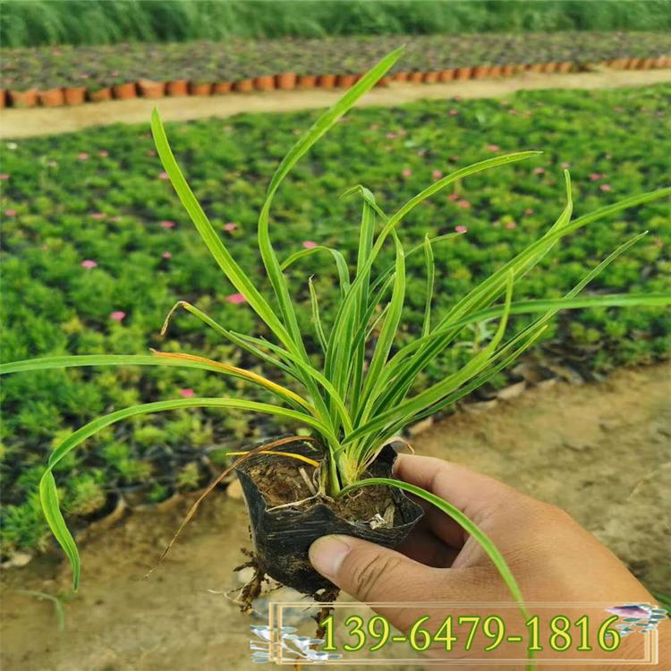 城市公园绿地点缀   金娃娃萱草苗   花径大