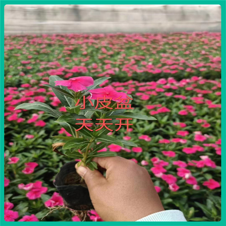 彩诺   非洲凤仙种植基地  适应能力强