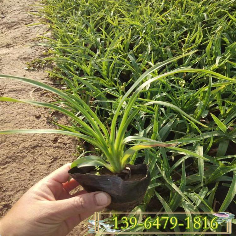 园林景观设计点缀用花   金娃娃萱草批发   株型矮壮