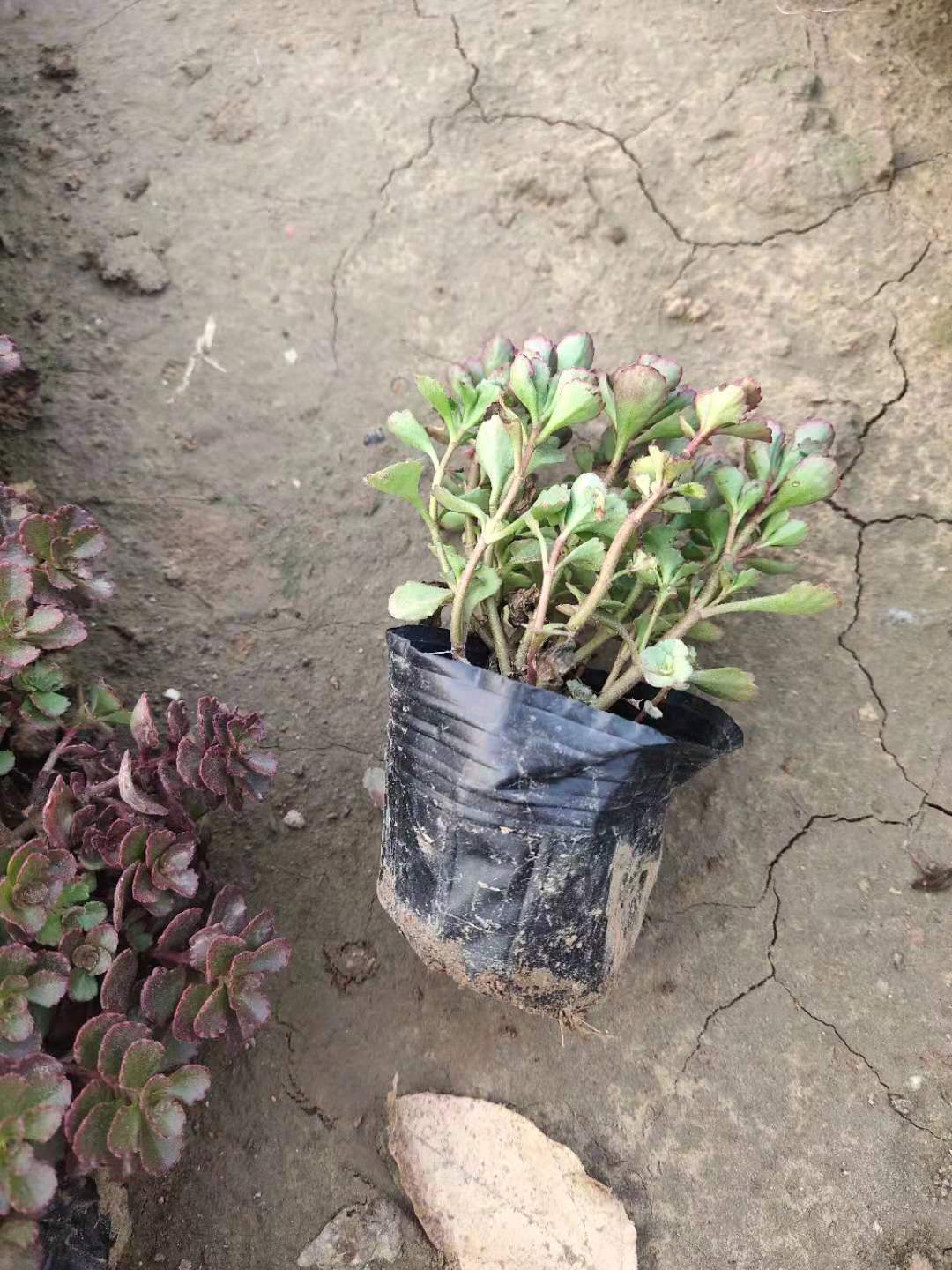 红景天幼苗  红景天小苗批发 量大优惠