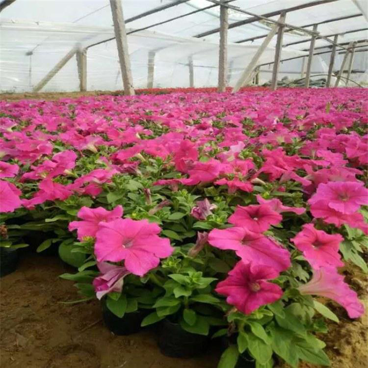 河南垂钓牵牛 花坛花卉 垂钓牵牛种子