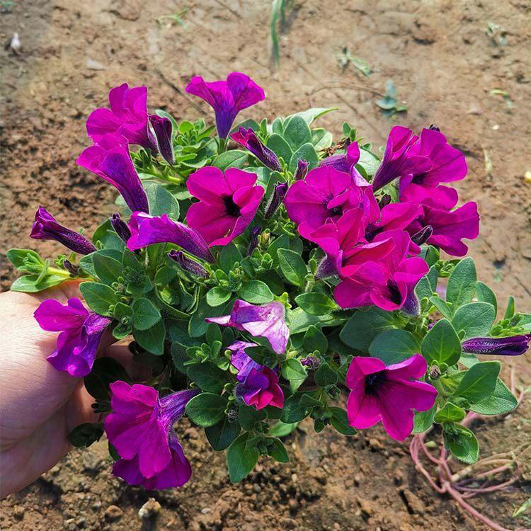 基地种植垂钓牵牛 花箱花卉 垂钓牵牛价格