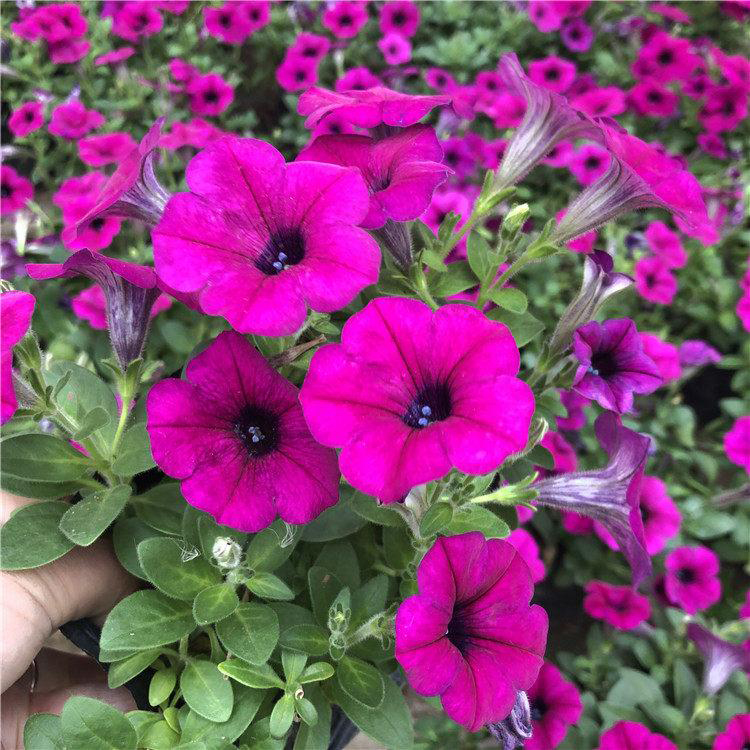 安徽垂钓牵牛 花坛花卉 垂钓牵牛小苗