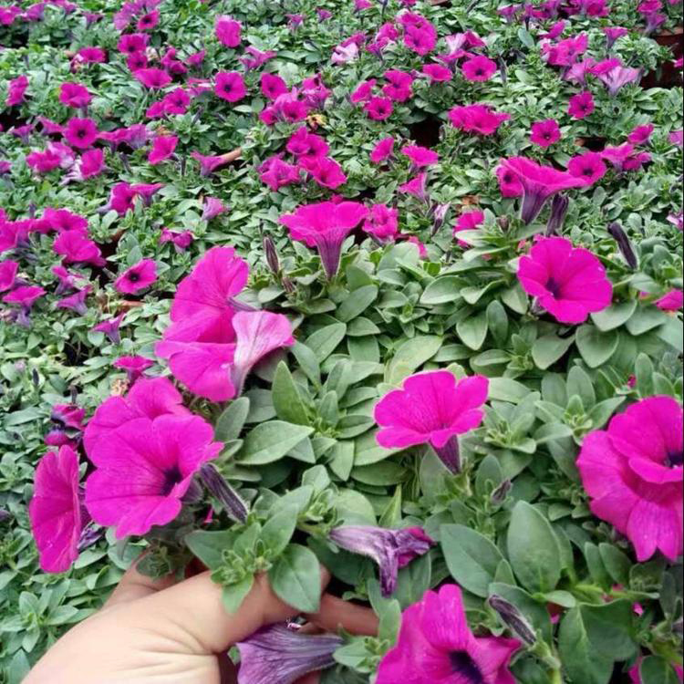 大量供应垂钓牵牛 绿化草花 出售垂钓牵牛