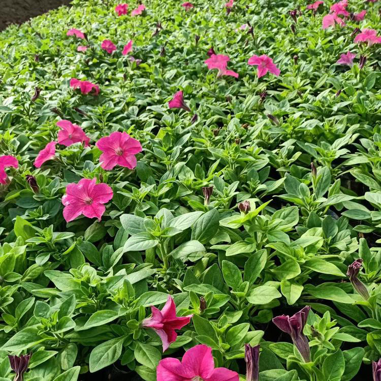 吉林垂钓牵牛 花箱花卉 垂钓牵牛小苗培育