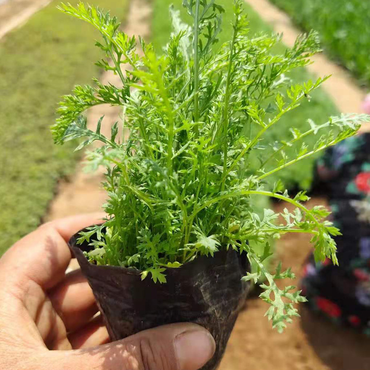 河北蓍草出售 蓍草小苗批发 蓍草种子基地批发 夏杰花卉