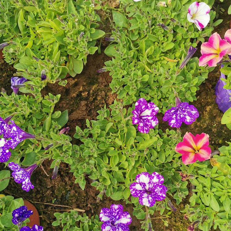 基地出售垂钓牵牛 花箱花卉 出售垂钓牵牛