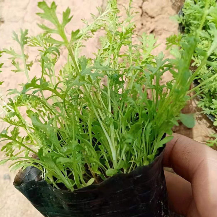 山东出售蓍草种子 蓍草批发 蓍草小苗 夏杰花卉