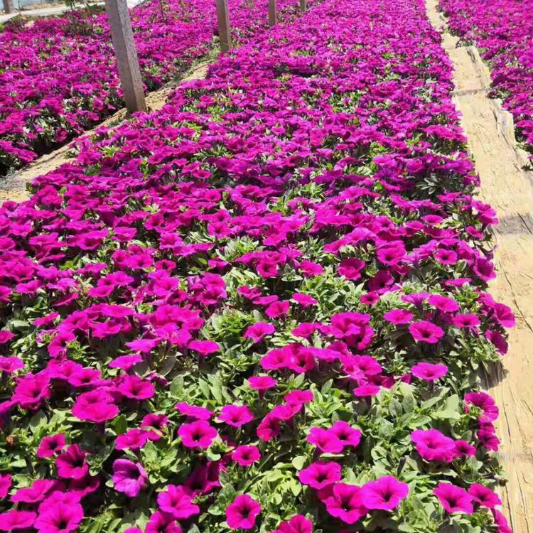 河北垂钓牵牛 绿化用时令草花 垂钓牵牛种子价格