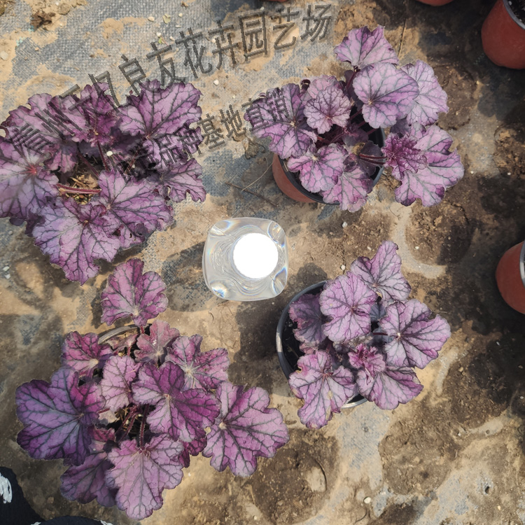 矾根 矾根价格 矾根直供 矾根批发