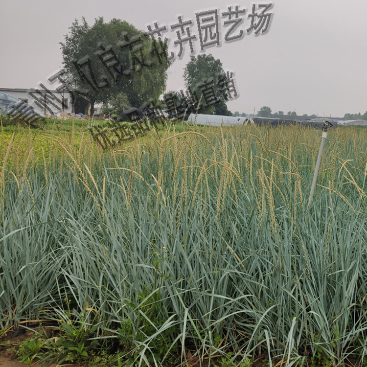 蓝冰麦 蓝冰麦价格 蓝冰麦基地