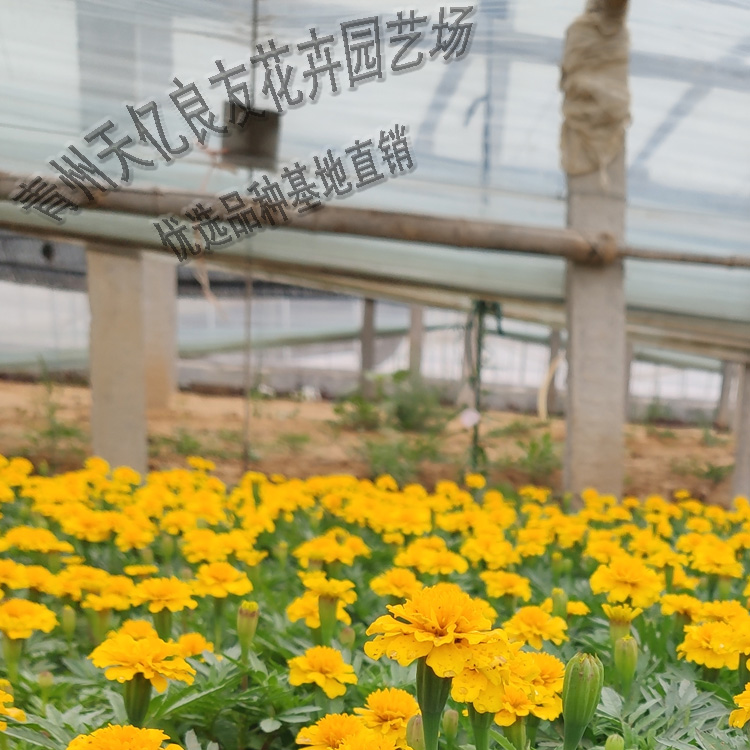 孔雀草 孔雀草盆栽批发 孔雀草价格