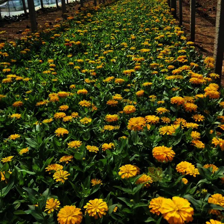 青北源批发百日草小苗 百日草种植基地 量大价优