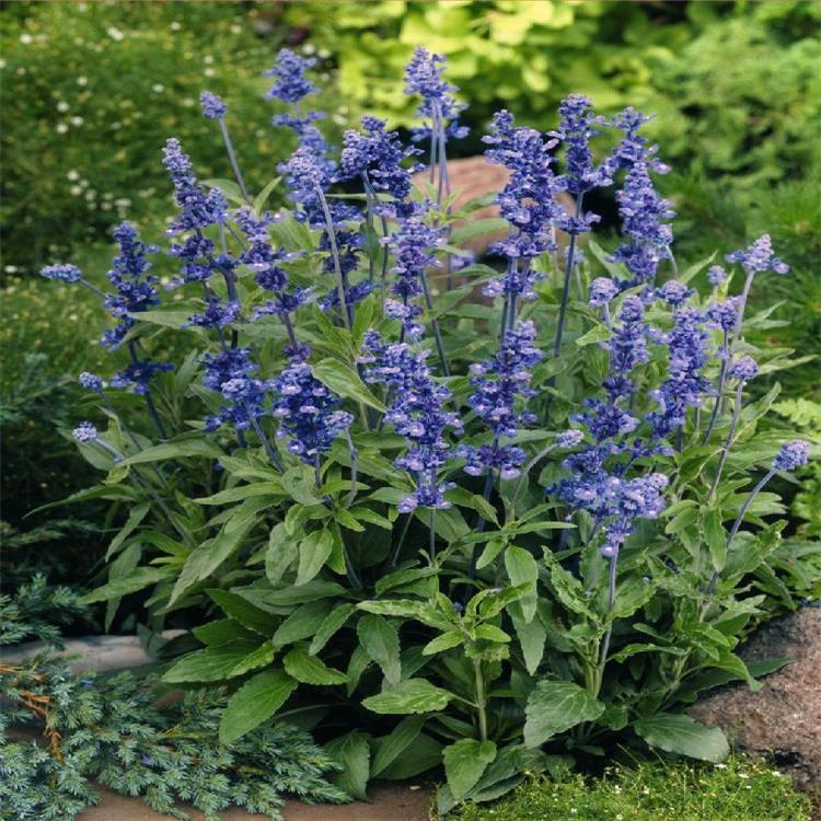 草花鼠尾草种植基地 青北源批发草花鼠尾草小苗 易栽培