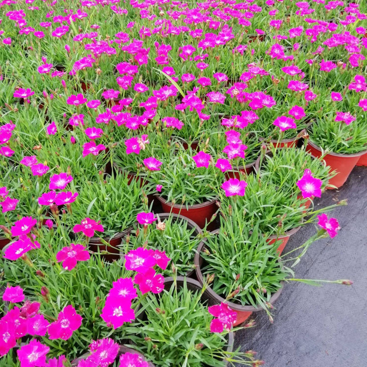 苗圃直发双色盆欧石竹 双色盆欧石竹供应商 量大价优