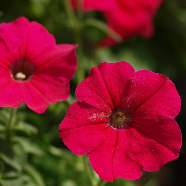 牵牛花基地 基地直发牵牛花 期待您的到来