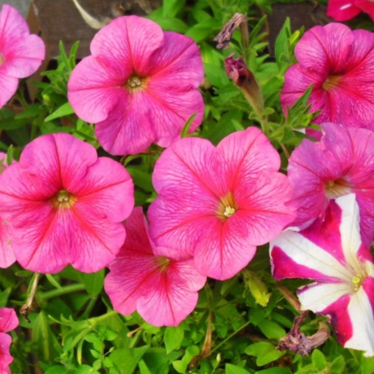 德聚仁和矮牵牛花苗 矮牵牛花苗培育基地 欢迎选购