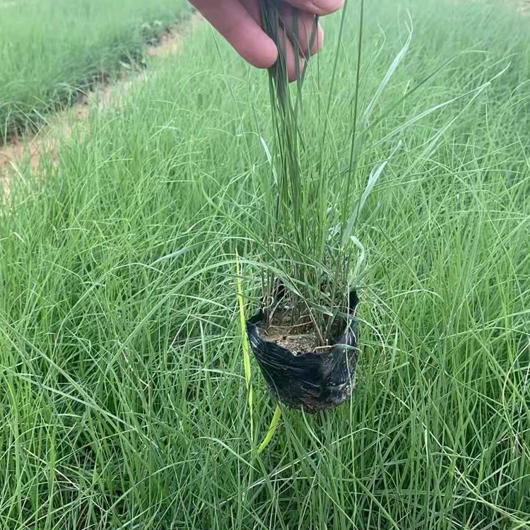 山东种植基地绿化用粉黛乱子草  粉黛乱子草批发  生长适应性较强