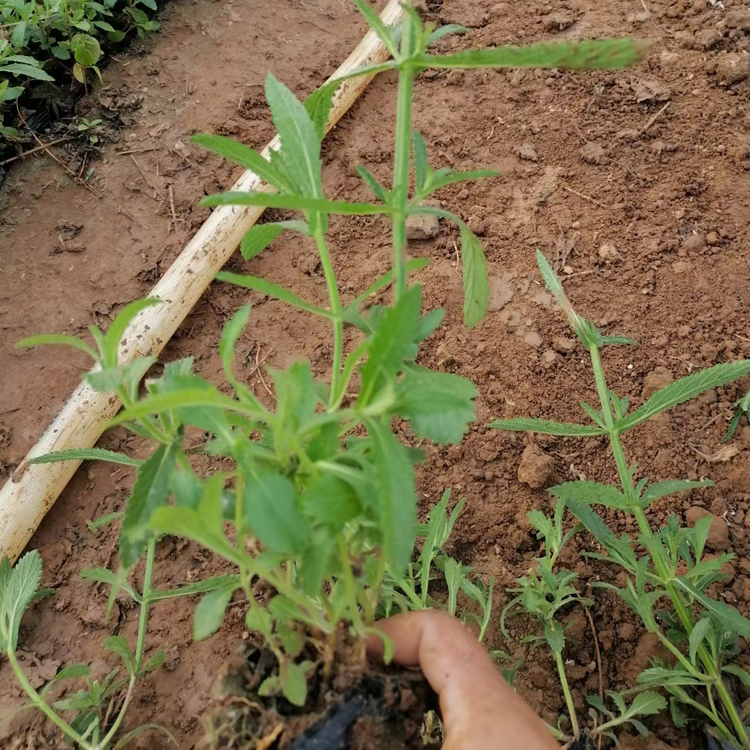马鞭草苗圃 适应性较强  江瑞 柳叶马鞭草行情