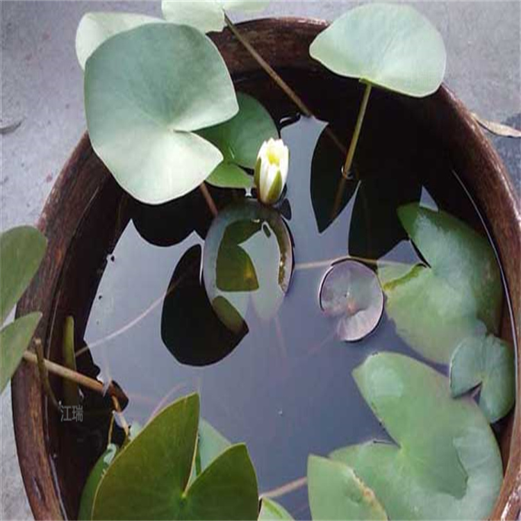 挺水植物睡莲批发 别墅绿化睡莲盆苗 观赏睡莲苗 江瑞