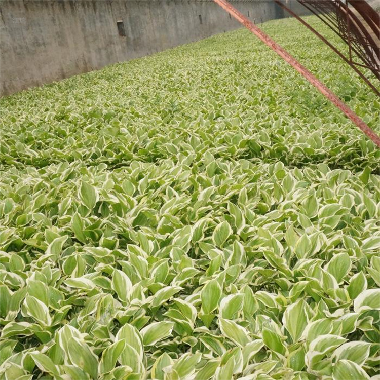 花叶玉簪产地报价 花叶玉簪栽培方法 花叶玉簪公园绿化用苗