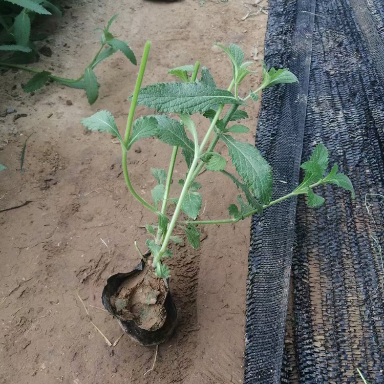 马鞭草苗圃 多年生草本  山东种植基地 柳叶马鞭草出售