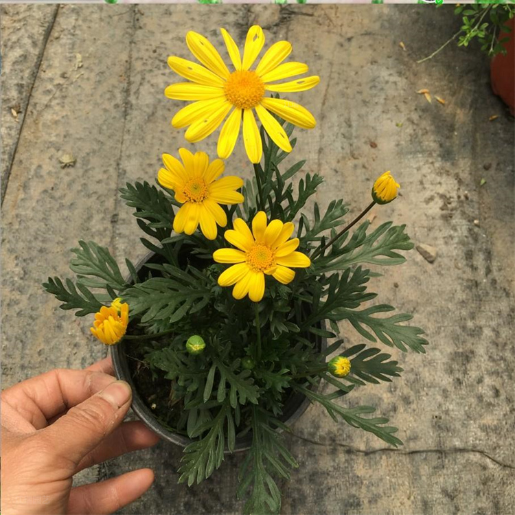黄金菊花海打造花卉 基地宿根花卉黄金菊 欢迎来电咨询