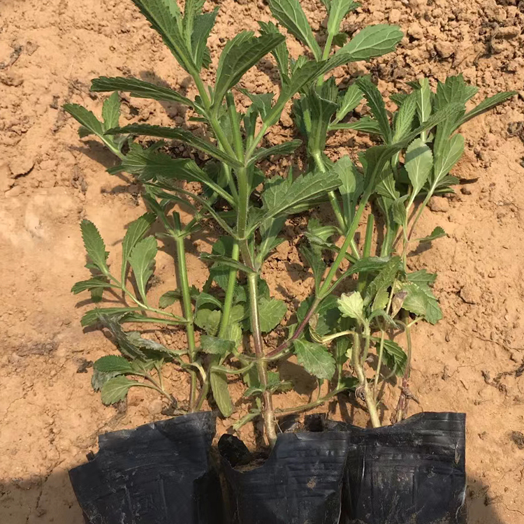 绿化用马鞭草 适应性较强  山东种植基地 柳叶马鞭草价格