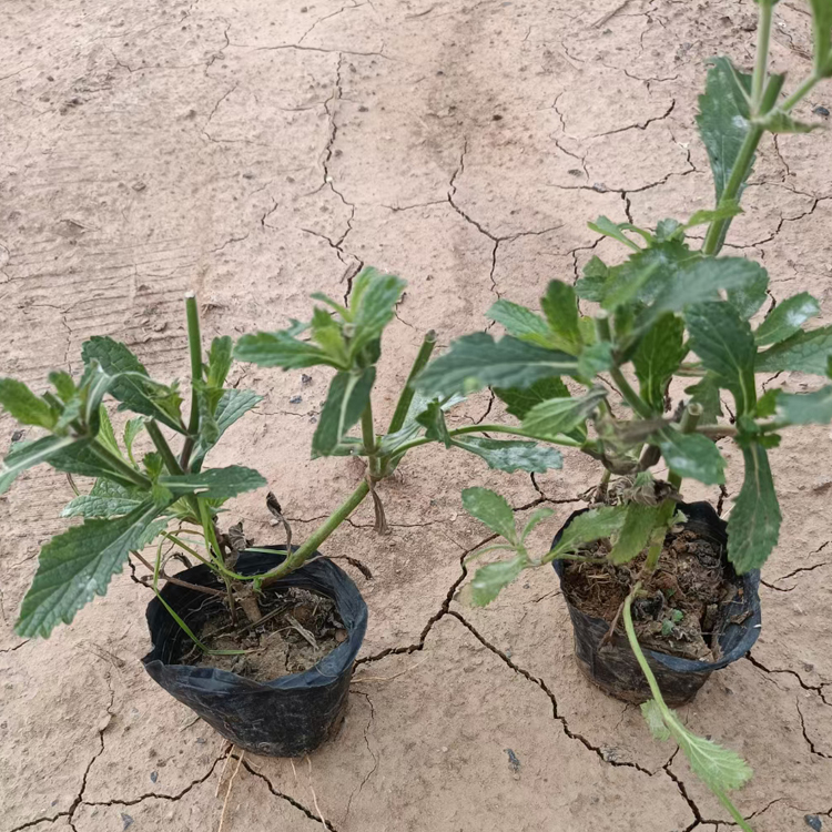 马鞭草苗圃 多年生草本  宿根花卉 柳叶马鞭草价格