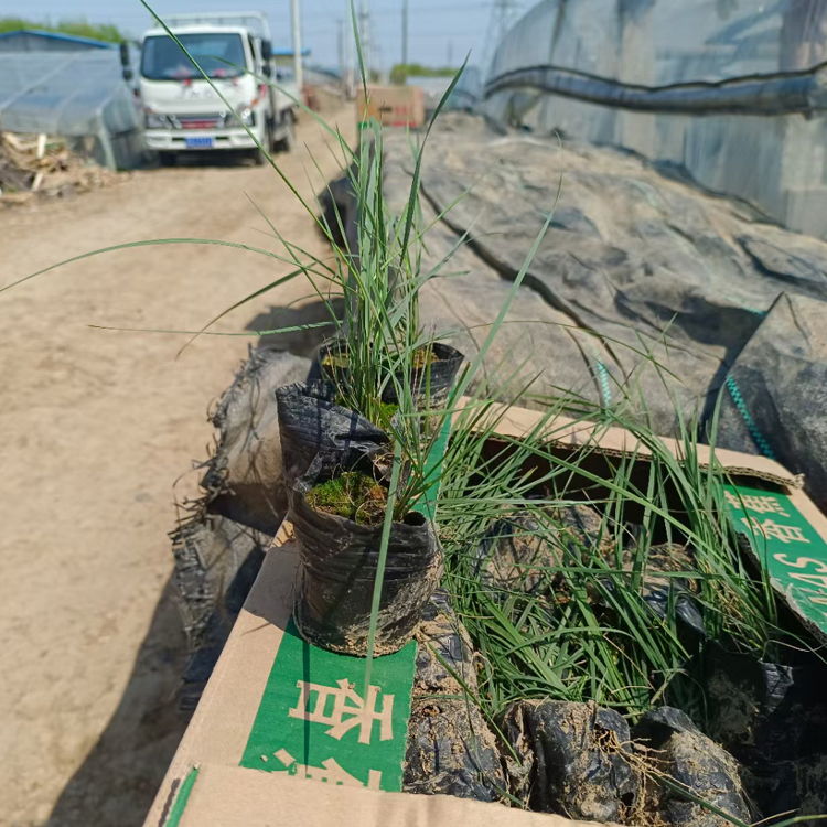 乱子草  质优价廉  青州草花粉黛乱子草供应