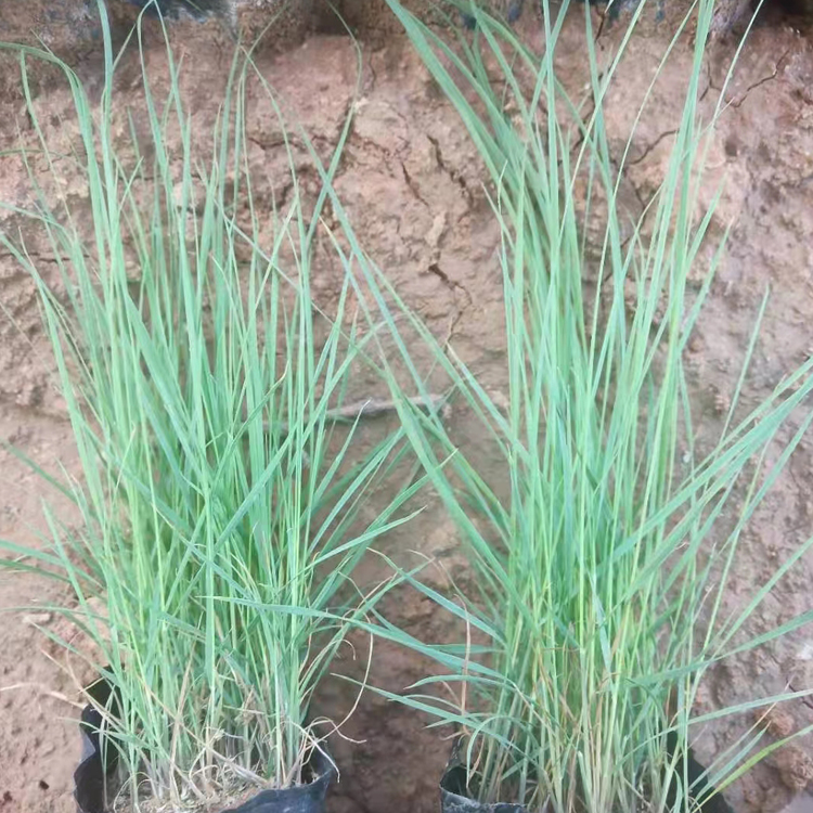 粉黛乱子草小苗  质优价廉  草类植物粉黛乱子草出售