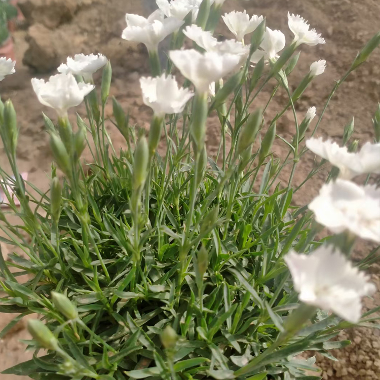 宿根花卉欧石竹小苗 欧石竹行情 观赏价值高