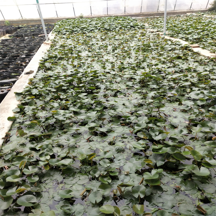 品种睡莲厂家供货 多颜色睡莲批发价格 江瑞水生植物精选厂家