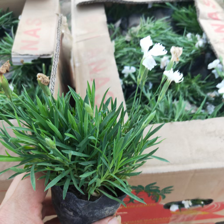 青州种植基地欧石竹小苗 欧石竹批发 基生叶草状丛生