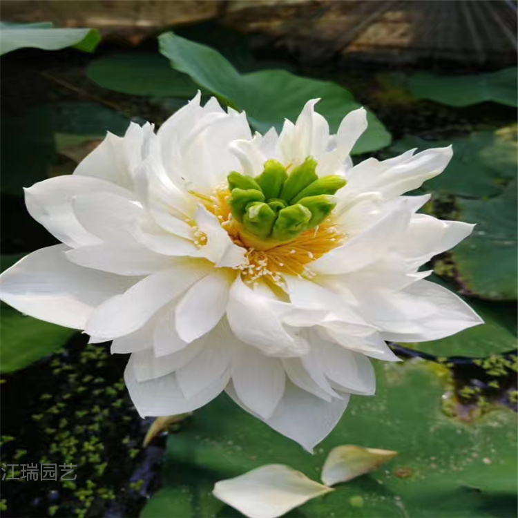 开花荷花供应 亭亭玉立 挺水植物荷花基地 江瑞