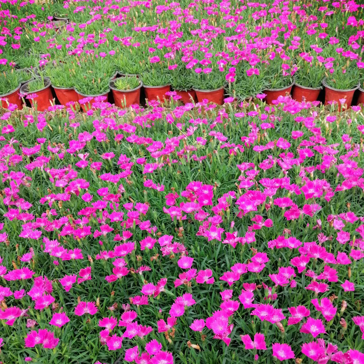 欧石竹苗  质优价廉 青州种植基地欧石竹报价