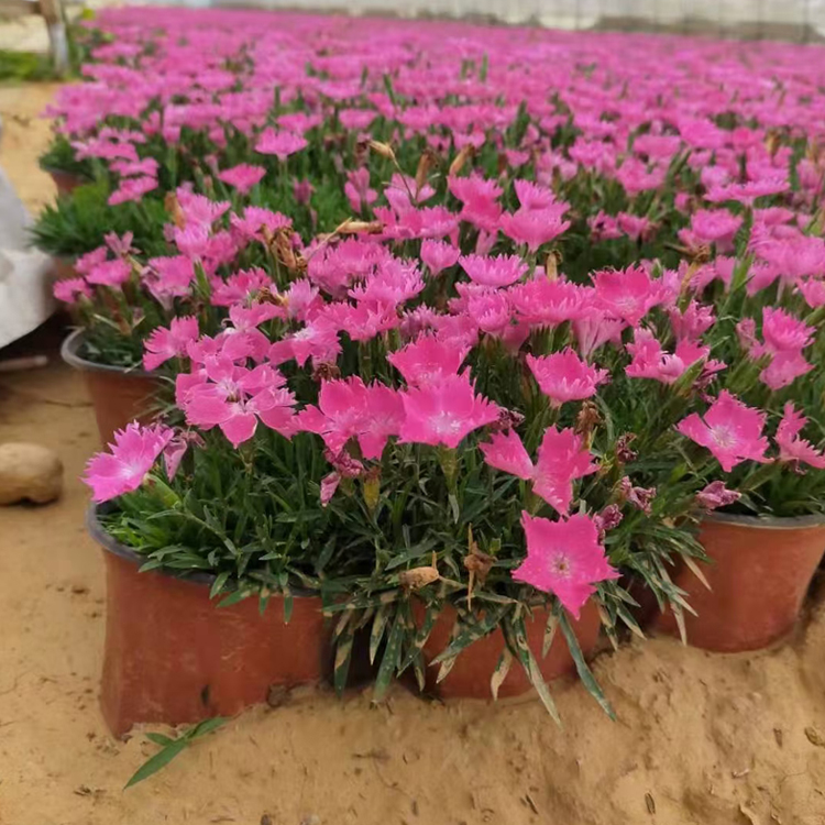 欧石竹苗  观赏价值高 青州种植基地欧石竹报价