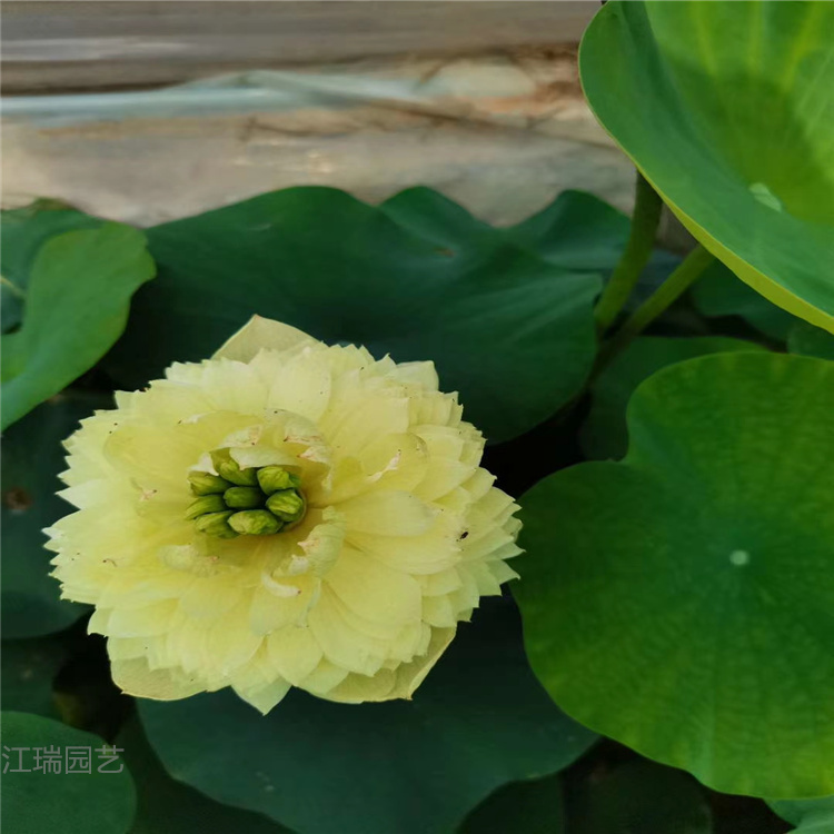 荷花产地价格 挺水植物荷花苗 山东江瑞水生植物精选厂家