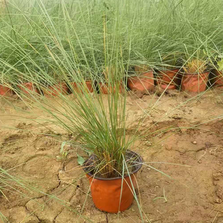 粉黛乱子草苗  欢迎来电咨询  草类植物粉黛乱子草报价