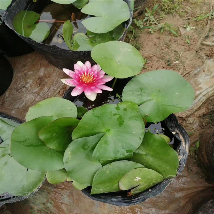 睡莲苗预定 农户价格 江瑞承接水生植物工程施工