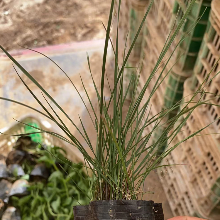 观赏用粉黛乱子草  质优价廉  草类植物粉黛乱子草价格