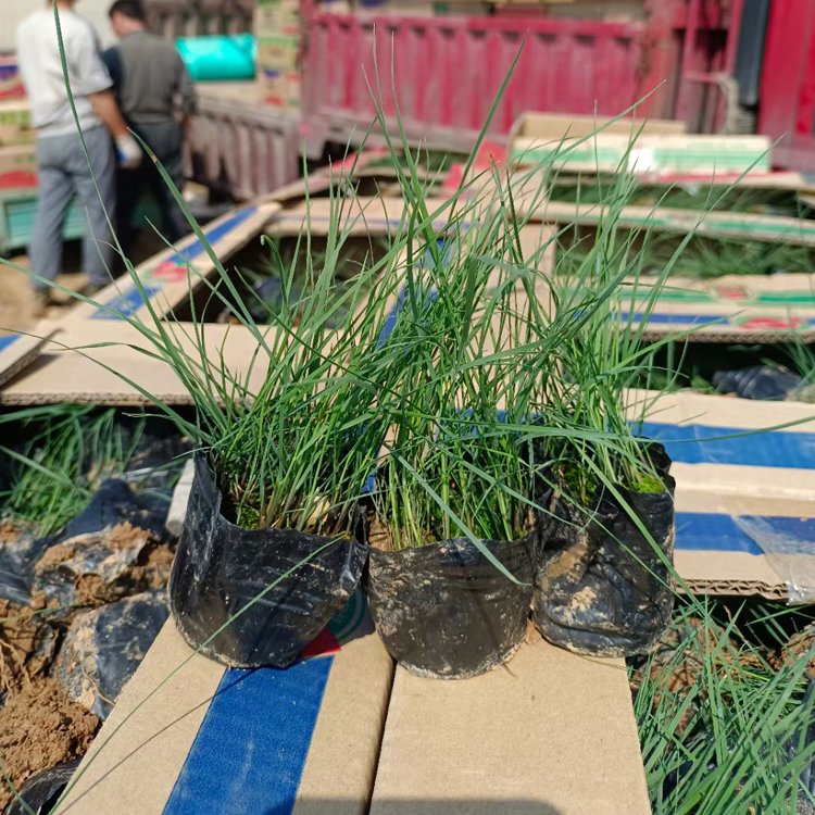 粉黛乱子草小苗  质优价廉  草类植物粉黛乱子草批发