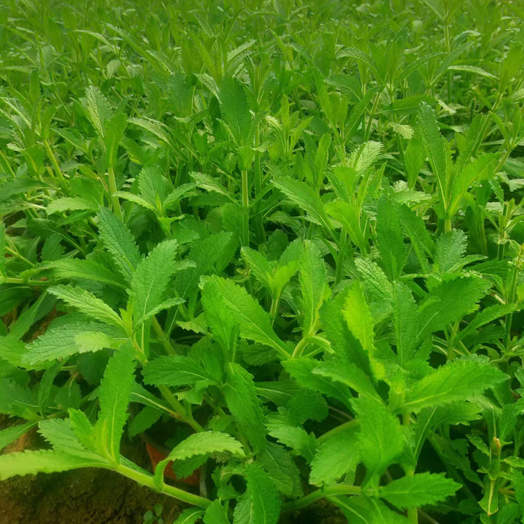 柳叶马鞭草小苗 绿化植被  青州花卉 柳叶马鞭草批发