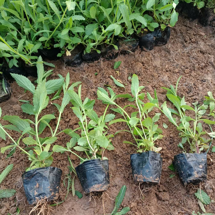 柳叶马鞭草绿化苗 适应性较强  青州花卉 柳叶马鞭草行情