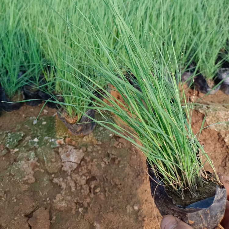 粉黛乱子草苗  绿化植被  青州草花粉黛乱子草出售