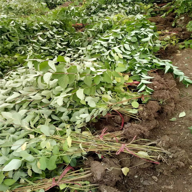 红瑞木大型风景树 红瑞木小苗 量大更优惠 江瑞农户批发
