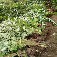 红瑞木大型风景树 红瑞木小苗 量大更优惠 江瑞农户批发