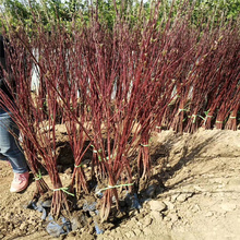 红瑞木基地苗圃直批 红瑞木营养杯苗 移植易成活