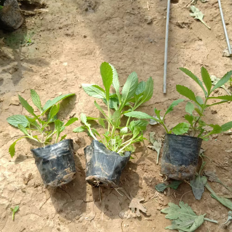 柳叶马鞭草绿化苗 打造网红花海  山东种植基地 柳叶马鞭草出售