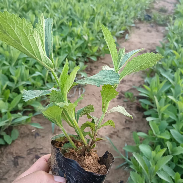 柳叶马鞭草苗 绿化植被  宿根花卉 柳叶马鞭草供应